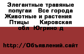Элегантные травяные попугаи - Все города Животные и растения » Птицы   . Кировская обл.,Югрино д.